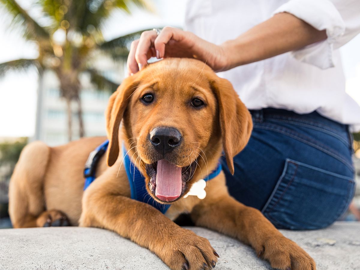 a dog being petted outdoors under palm trees